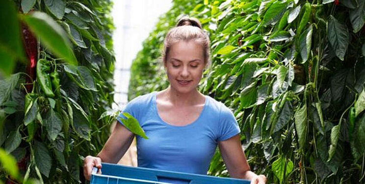 Opnieuw meer mensen met betaald werk Opnieuw meer mensen met betaald werk
