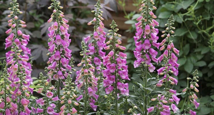 Digitalis Panther breed verkrijgbaar Digitalis Panther breed verkrijgbaar