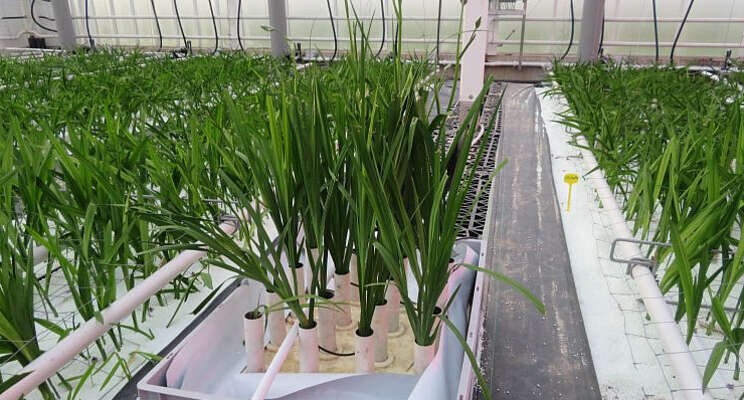 Stomen en koelen belangrijk in energietransitie freesia Stomen en koelen belangrijk in energietransitie freesia