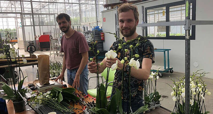 Phalaenopsis lijkt goed te telen onder full-LED Phalaenopsis lijkt goed te telen onder full-LED