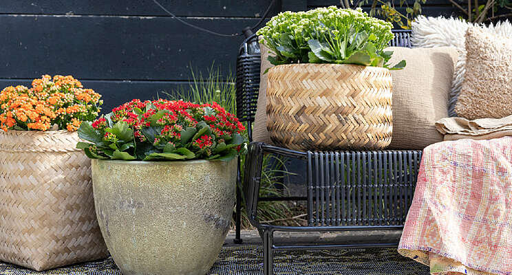 Nieuwe website Kalanchoë.nl Nieuwe website Kalanchoë.nl