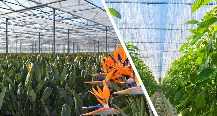 Phormium geeft tot 8 jaar garantie op schermdoeken Phormium geeft tot 8 jaar garantie op schermdoeken