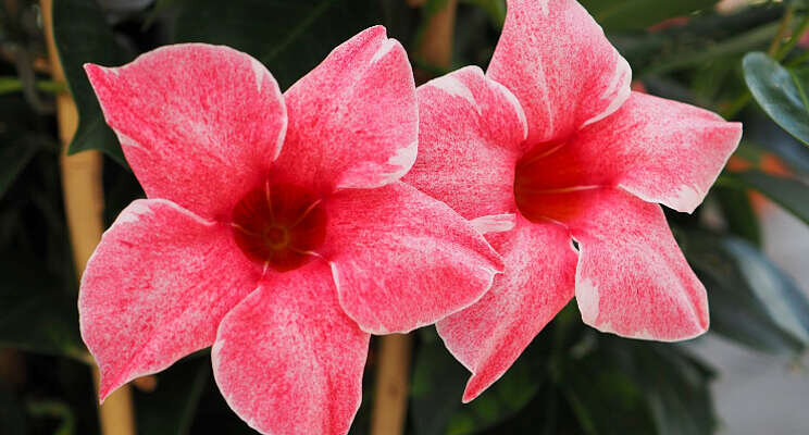 Nieuw: Sundaville Flamingo Pink Nieuw: Sundaville Flamingo Pink