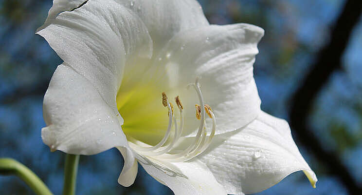 Minder stikstoflozing tijdens teeltwissel amaryllis Minder stikstoflozing tijdens teeltwissel amaryllis