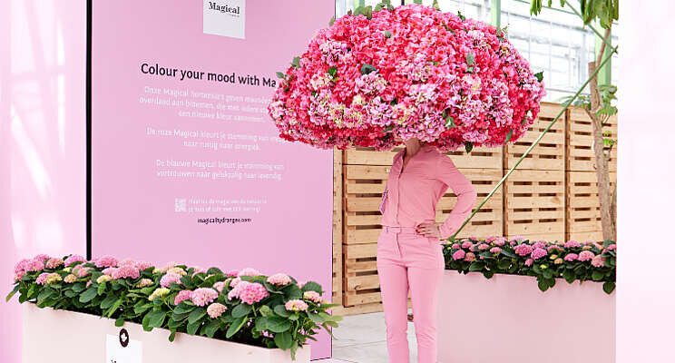 Kleurrijke Magical Hydrangea experience Kleurrijke Magical Hydrangea experience