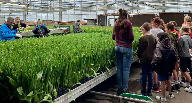 Schoolexcursie op tulpenbedrijf Schoolexcursie op tulpenbedrijf