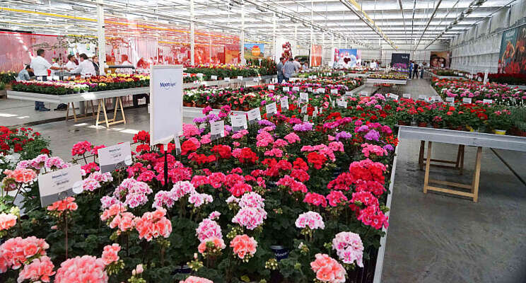 Selecta one en Evanthia samen op FlowerTrials Selecta one en Evanthia samen op FlowerTrials