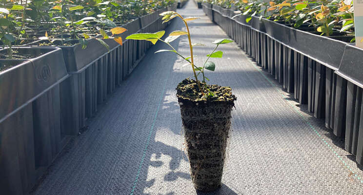 Growcoon maakt opmars in de zachtfruitsector Growcoon maakt opmars in de zachtfruitsector