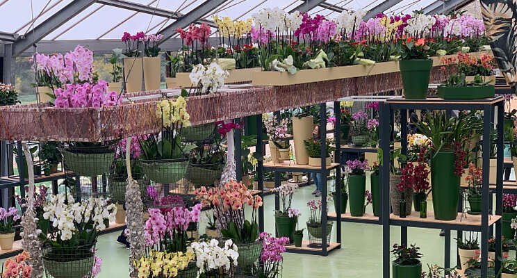 Star Quality By5 schittert op Keukenhof Star Quality By5 schittert op Keukenhof