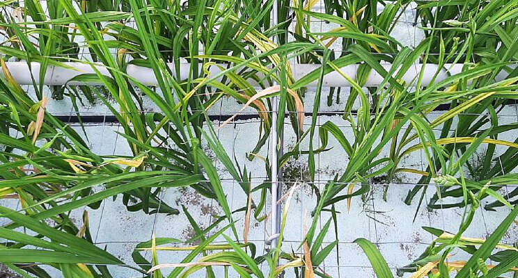 Goede freesia-teelt mogelijk zonder vooraf te stomen? Goede freesia-teelt mogelijk zonder vooraf te stomen?