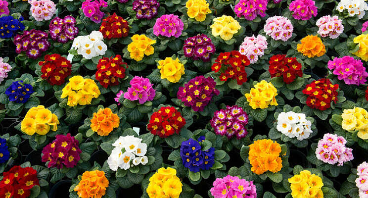 Kleurrijke start met primula Kleurrijke start met primula