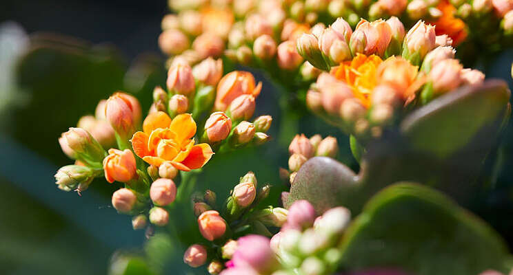 Collectief nu Kalanchoe.nl Collectief nu Kalanchoe.nl