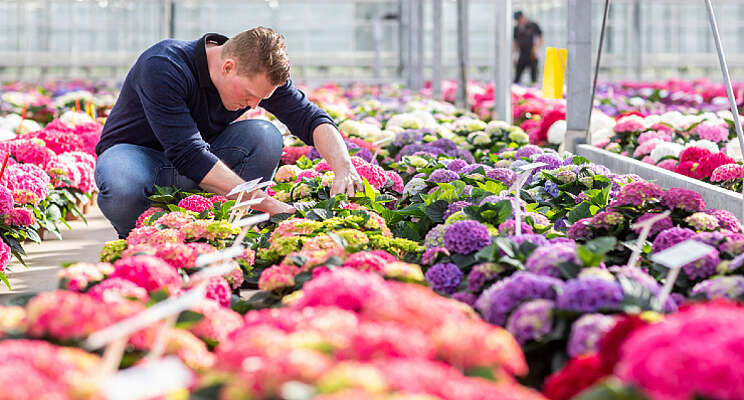 Hortensiaseizoen van start bij Sjaak van Schie Hortensiaseizoen van start bij Sjaak van Schie