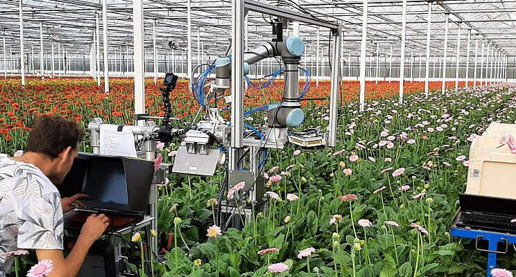 Robot gebruikt schaar voor oogsten gerbera's Robot gebruikt schaar voor oogsten gerbera's