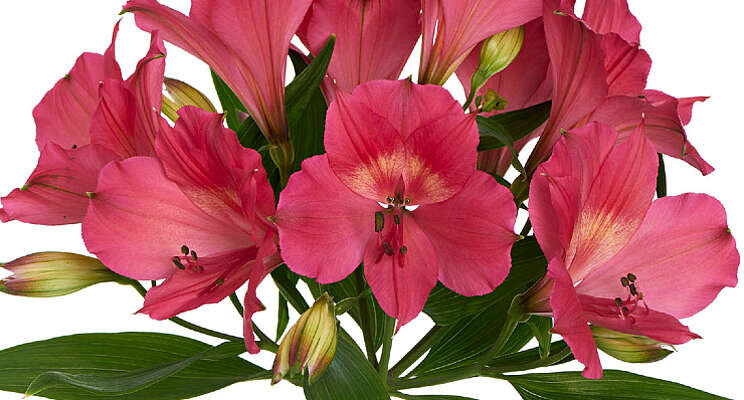 Nieuw: Intenz Dark Pink Nieuw: Intenz Dark Pink