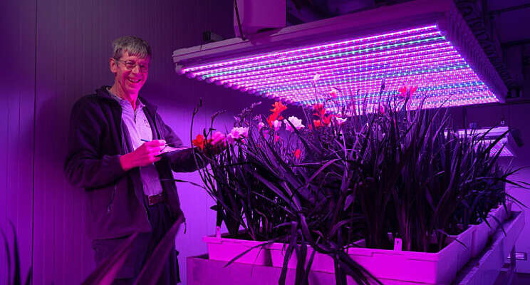 Snel nieuwe freesia's met gesloten systemen Snel nieuwe freesia's met gesloten systemen