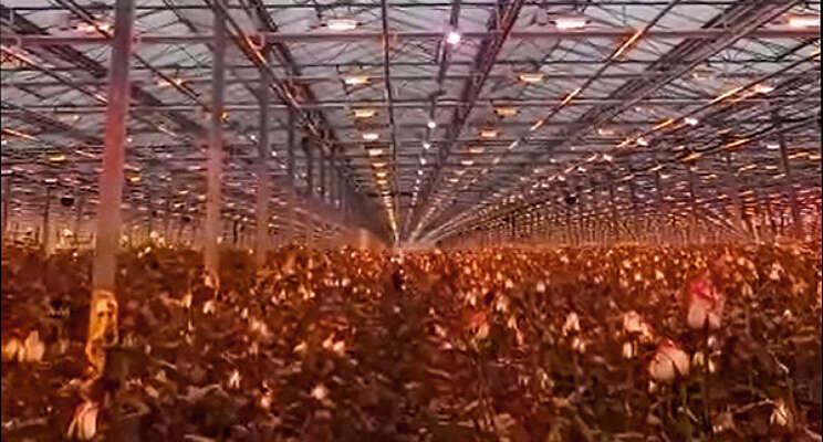 Russische rozenkwekerij test watergekoelde LEDs Russische rozenkwekerij test watergekoelde LEDs