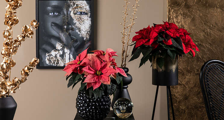 Poinsettia Freya krijgt er twee nieuwe kleuren bij Poinsettia Freya krijgt er twee nieuwe kleuren bij