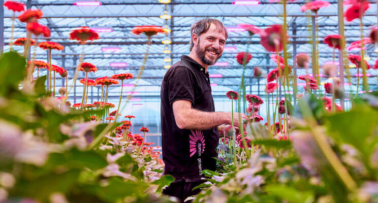 Hoger lichtniveau voor kwekerij Florein Gerbera's Hoger lichtniveau voor kwekerij Florein Gerbera's