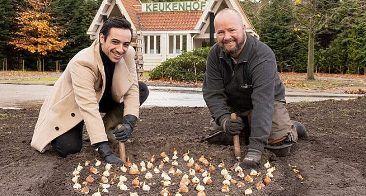 Aladdin plant tulp op Keukenhof Aladdin plant tulp op Keukenhof