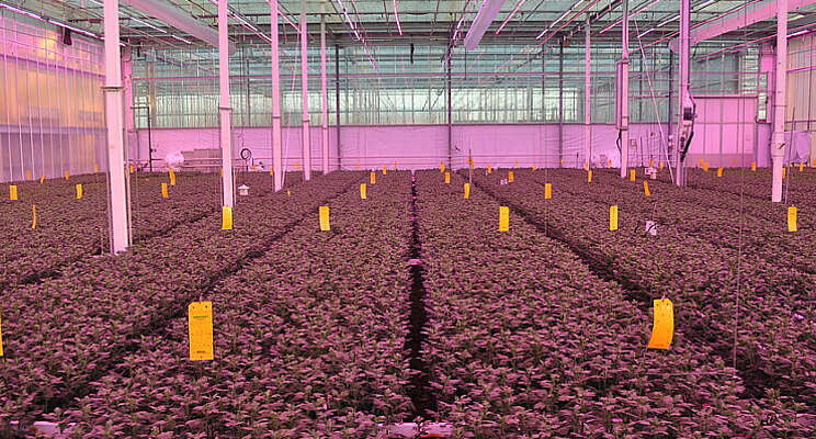 Start Academy Chrysant: LED en ontvochtiging Start Academy Chrysant: LED en ontvochtiging