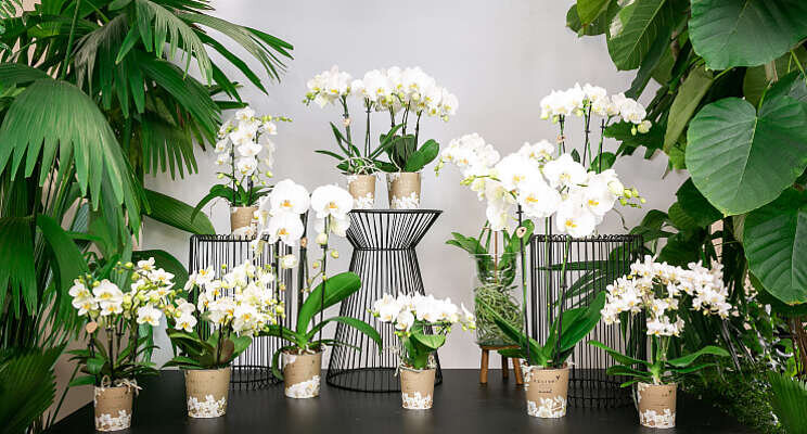 OK Plant breidt assortiment uit OK Plant breidt assortiment uit