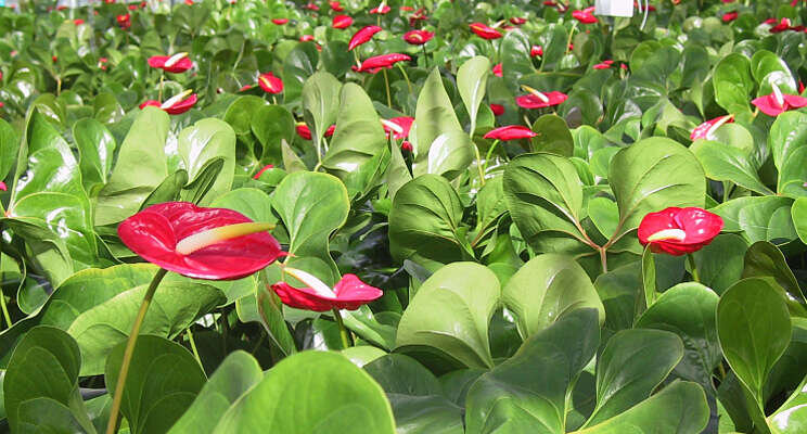 Nieuwe PCR-toets Anthurium Nieuwe PCR-toets Anthurium