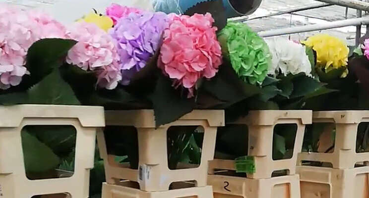 Gevolgen cao Groothandel Bloemen en Planten op een rij gezet Gevolgen cao Groothandel Bloemen en Planten op een rij gezet