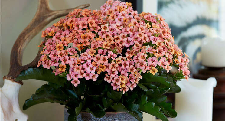 Decorum acht keer in de race voor de Glazen Tulp Decorum acht keer in de race voor de Glazen Tulp