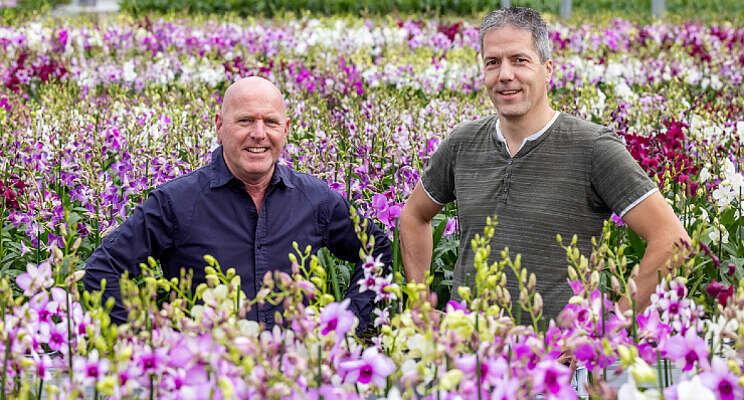 Fransen Orchideeën verkoopt Sa-nook dendrobiums zelf Fransen Orchideeën verkoopt Sa-nook dendrobiums zelf
