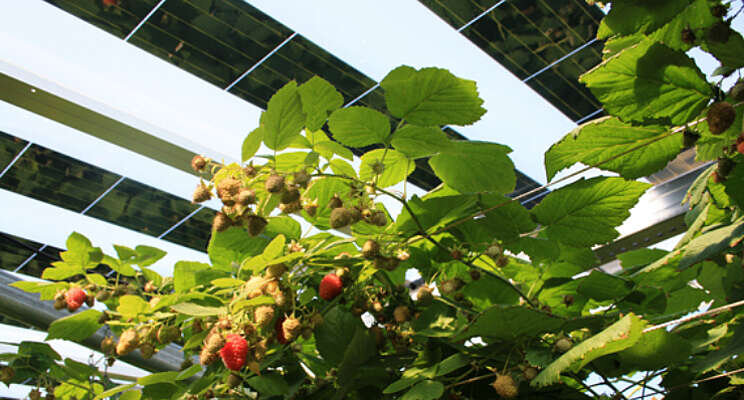 Pilot met teelt zachtfruit onder zonnepanelen Pilot met teelt zachtfruit onder zonnepanelen