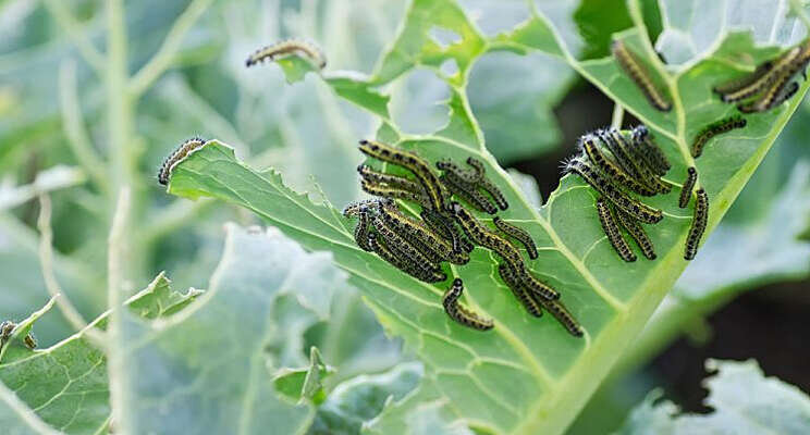 Plant voorbereid op aanvalsvolgorde insecten Plant voorbereid op aanvalsvolgorde insecten