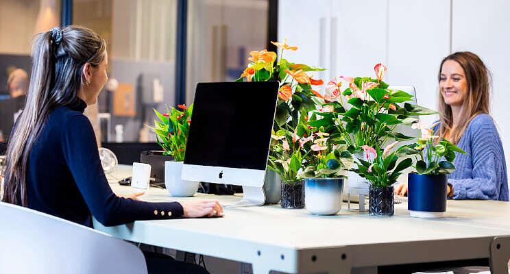 Actie met anthurium en bromelia Actie met anthurium en bromelia