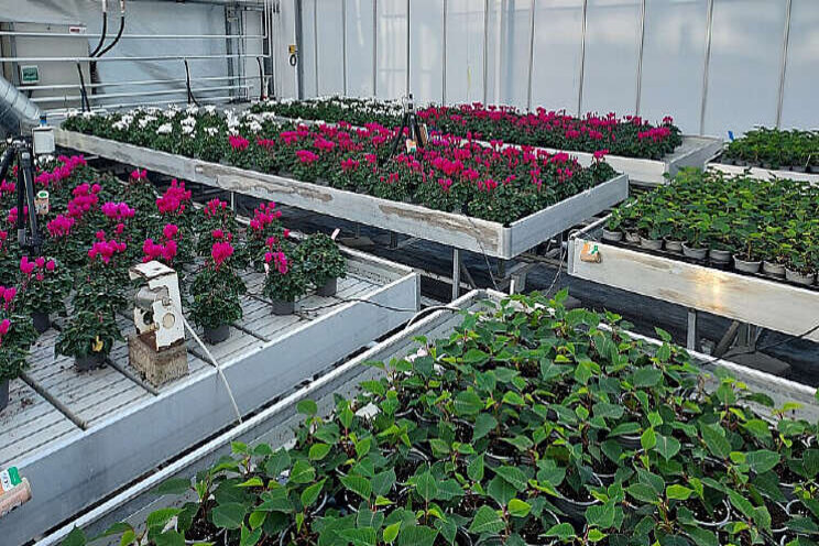 Teeltversnelling cyclamen, moeizame start poinsettia Teeltversnelling cyclamen, moeizame start poinsettia