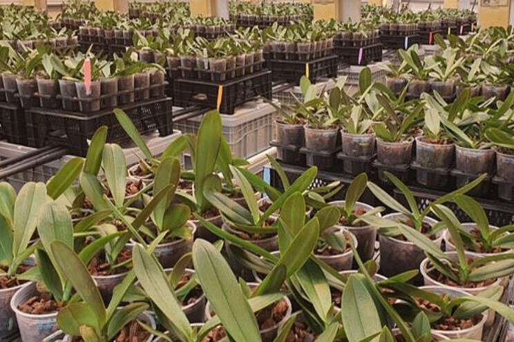 Phalaenopsis: meer zicht nodig op natriumtolerantie Phalaenopsis: meer zicht nodig op natriumtolerantie
