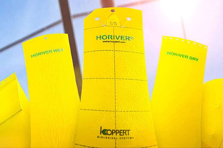 Koppert lanceert nieuwe reeks vangplaten Koppert lanceert nieuwe reeks vangplaten