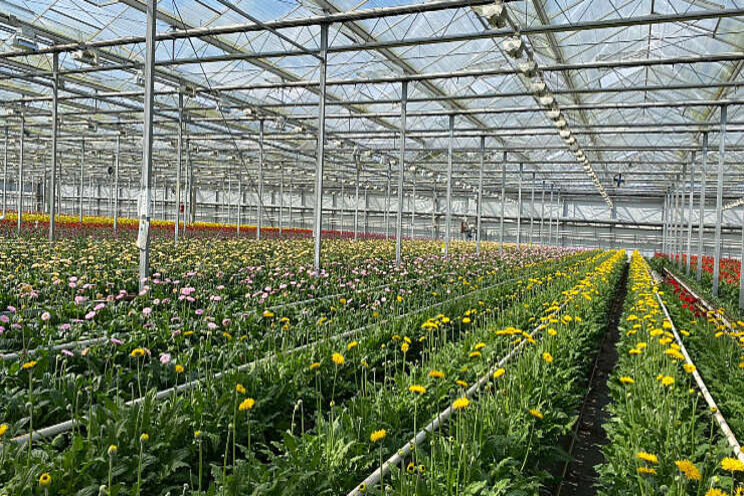 Samenwerking Jac. Oudijk met Summit Gerbera Samenwerking Jac. Oudijk met Summit Gerbera