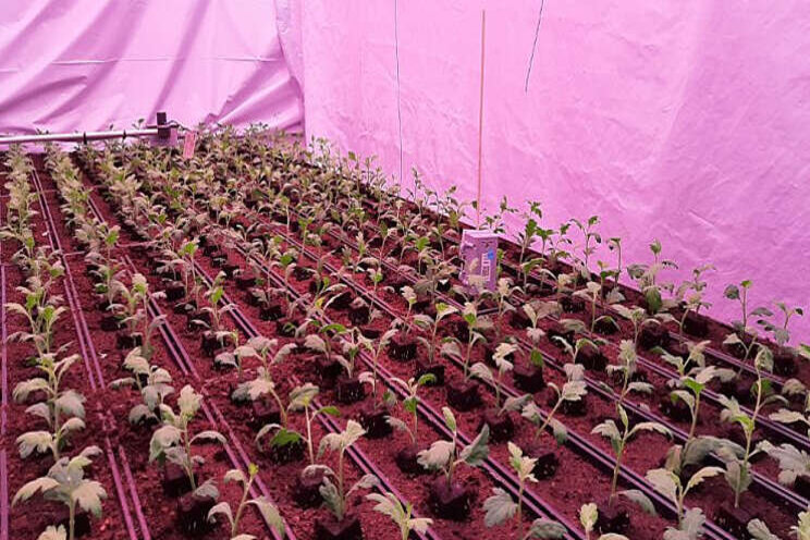 LED belichting bij chrysant LED belichting bij chrysant