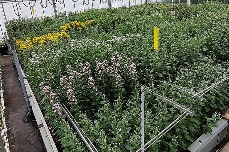 Zomerdip chrysant op water serieuze uitdaging Zomerdip chrysant op water serieuze uitdaging