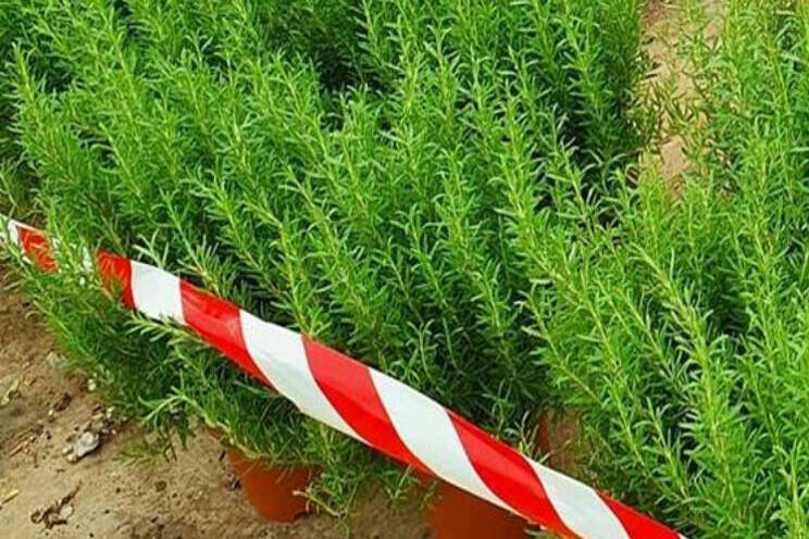 Rozemarijnplanten met Xylella vernietigd Rozemarijnplanten met Xylella vernietigd