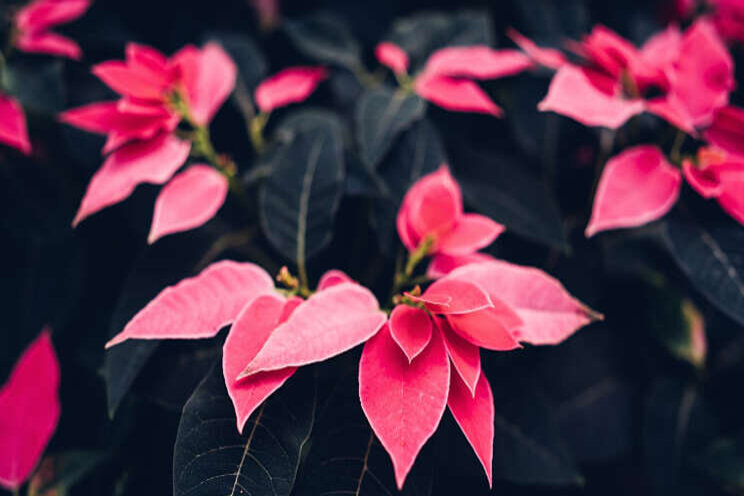 Schone poinsettia afleveren is topsport voor telers Schone poinsettia afleveren is topsport voor telers