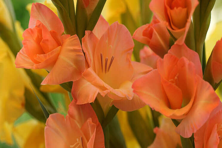 Groter areaal lelie- en gladiolenteelt in 2021 Groter areaal lelie- en gladiolenteelt in 2021