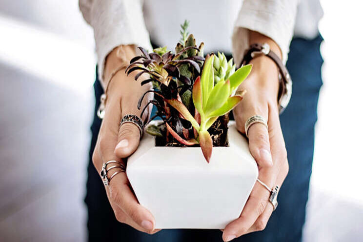 Bedank de plantenoppas Bedank de plantenoppas