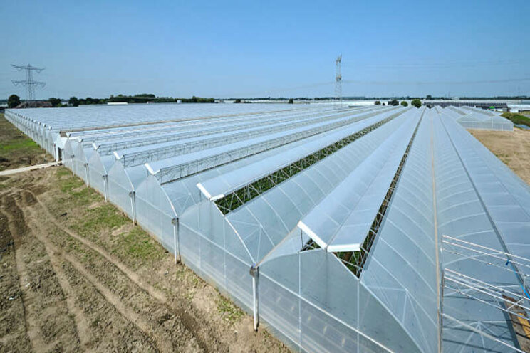 Nokluchting in grootste foliekas van Nederland Nokluchting in grootste foliekas van Nederland
