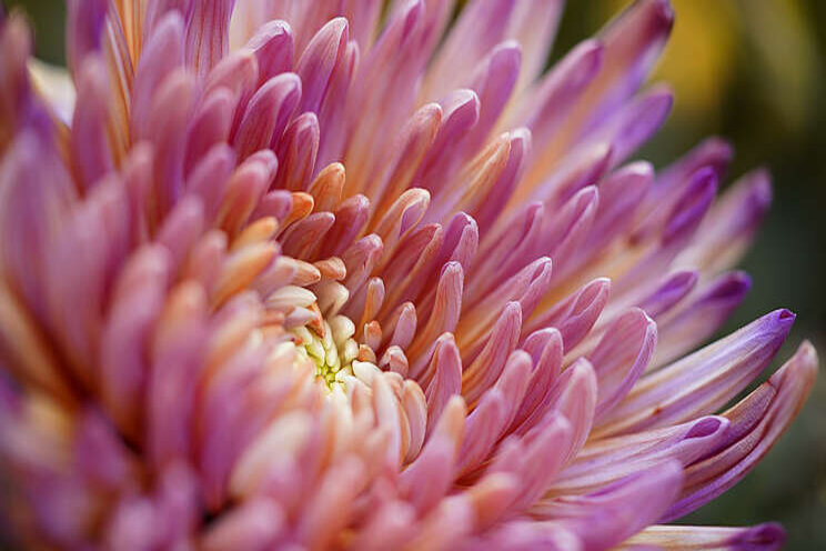 Het effect van de nieuwe Topspin chrysant Het effect van de nieuwe Topspin chrysant