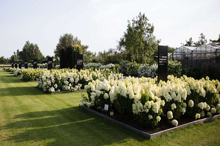 Bezoek epicentrum van de Hydrangea paniculata Bezoek epicentrum van de Hydrangea paniculata