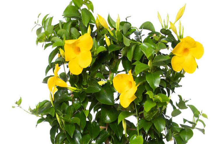 Veredeling Dipladenia gaat over naar Florensis en Ball Veredeling Dipladenia gaat over naar Florensis en Ball