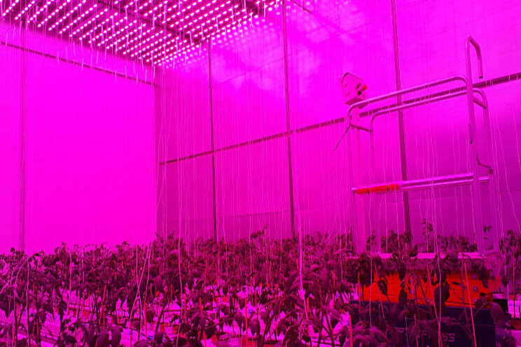 Fieldlab Vertical Farming bij Delphy in gebruik genomen Fieldlab Vertical Farming bij Delphy in gebruik genomen