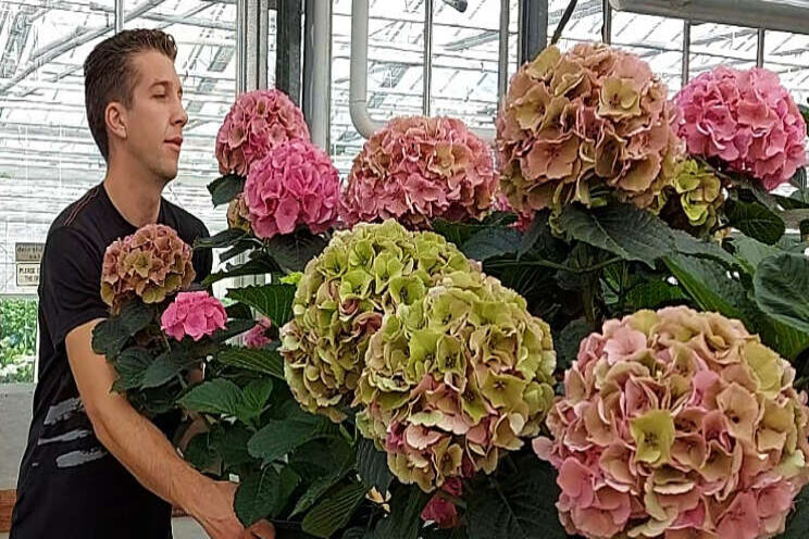 Oud hout voor langer snijhydrangeaseizoen Oud hout voor langer snijhydrangeaseizoen