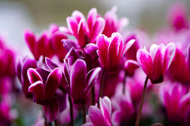 Wijzigingen codering cyclamen voor buiten Wijzigingen codering cyclamen voor buiten